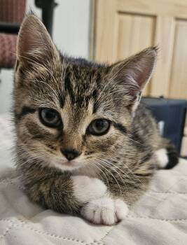 Domestic Short Hair Cats Available for Adoption in Bordentown, New Jersey - Aurelia | PetCurious