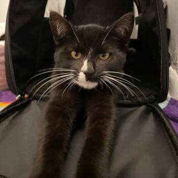 Rescue Domestic Short Hair Cats for Adoption in Long Beach, California - Oreo | PetCurious