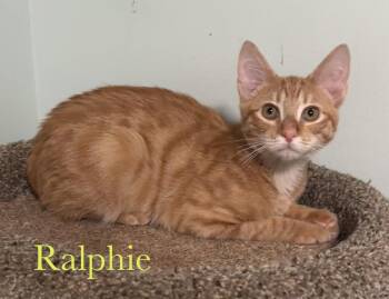 Ralphie -  Domestic Short Hair Cat for Adoption in Longwood, Florida - Ralphie | PetCurious