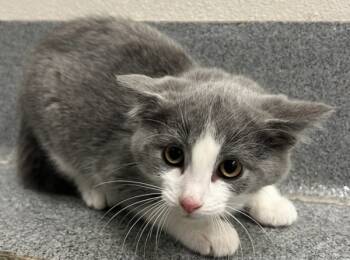 Rescue Domestic Short Hair Cats for Adoption in Sheboygan, Wisconsin - Cerave | PetCurious