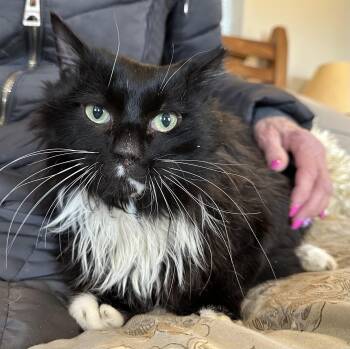 Rescue Domestic Long Hair Cats for Adoption in Selah, Washington - Domino | PetCurious