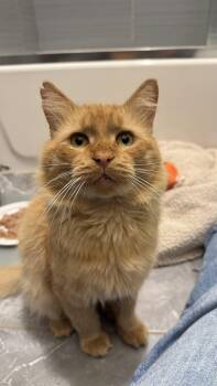 Rescue Domestic Long Hair Cats for Adoption - Cheddar Biscuit | PetCurious