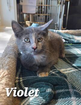 Violet -  Domestic Short Hair Cat for Adoption in Sidney, Ohio - Violet | PetCurious
