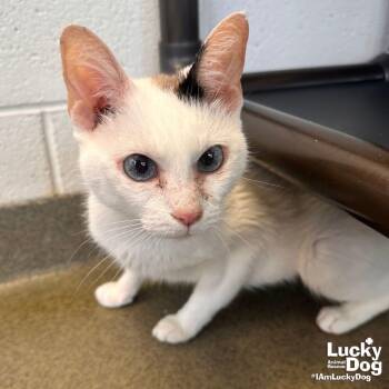Domestic Short Hair Cats Available for Adoption in Washington, District Of Columbia - Mimsy | PetCurious