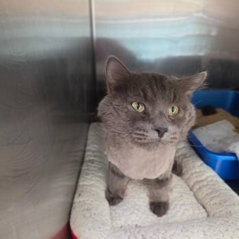 Tinder -  Domestic Long Hair Cat for Adoption in Las Vegas, Nevada - Tinder | PetCurious