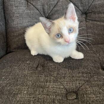 Pebble -  Siamese and Snowshoe Cat for Adoption in Brownsboro, Alabama - Pebble | PetCurious