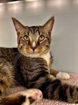 Bono -  Tabby Cat for Adoption in Grand Rapids, Michigan - Bono | PetCurious