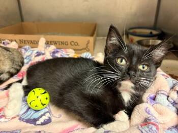 TINKERBELL -  Domestic Short Hair Cat for Adoption in Fort Wayne, Indiana - TINKERBELL | PetCurious