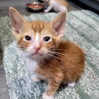 Maxwell -  Domestic Short Hair Cat for Adoption in Belfair, Washington - Maxwell | PetCurious