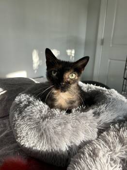 Jade -  Domestic Short Hair Cat for Adoption in Sanford, North Carolina - Jade | PetCurious