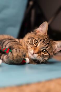 Domestic Medium Hair and Maine Coon Cats Available for Adoption - Barley | PetCurious