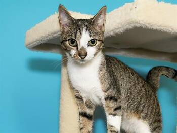 Domestic Short Hair Cats Available for Adoption in Fort Lauderdale, Florida - DALE | PetCurious