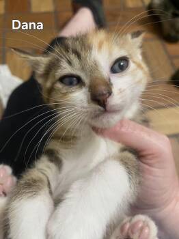Domestic Short Hair Cats Available for Adoption in Greenbelt, Maryland - Dana | PetCurious