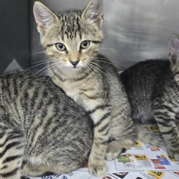 Venus 26-0506 -  Domestic Short Hair Cat for Adoption in Yanceyville, North Carolina - Venus 26-0506 | PetCurious