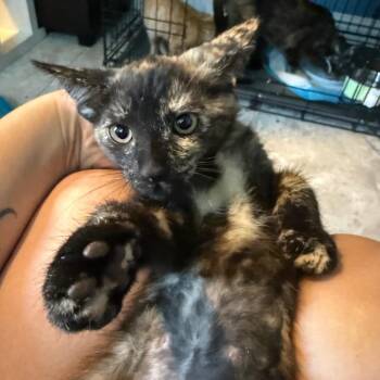 Mabel -  Domestic Short Hair Cat for Adoption in Escondido, California - Mabel | PetCurious