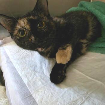Trix -  Domestic Short Hair Cat for Adoption - Trix | PetCurious