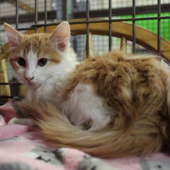 Cinnamon -  Domestic Long Hair Cat for Adoption in Billings, Montana - Cinnamon | PetCurious