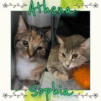 Sophia -  Domestic Short Hair Cat for Adoption in Wheeling, Illinois - Sophia | PetCurious
