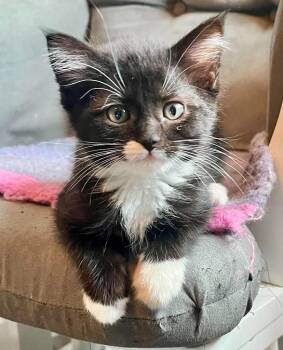 Jill -  Domestic Short Hair Cat for Adoption in Urbandale, Iowa - Jill | PetCurious
