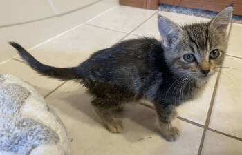 Rescue Tabby and Domestic Short Hair Cats for Adoption - Chantilly | PetCurious