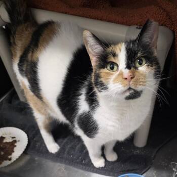 Domestic Short Hair Cats Available for Adoption in Fort Wayne, Indiana - Lotto | PetCurious