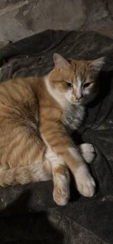 Tabby Cats Available for Adoption - Steve | PetCurious