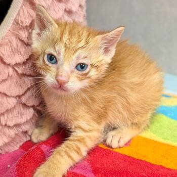 Domestic Short Hair Cats Available for Adoption in Buchanan Dam, Texas - Mango | PetCurious