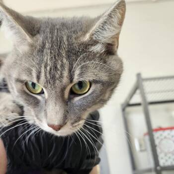 Adonis Blue -  Domestic Short Hair Cat for Adoption in Evansville, Indiana - Adonis Blue | PetCurious