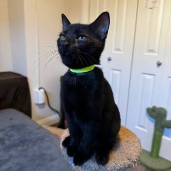 Rescue Domestic Short Hair Cats for Adoption in Puslinch, Ontario - Zena (neon Green Collar) | PetCurious
