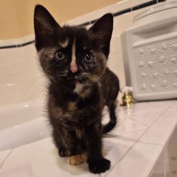 Domestic Medium Hair Cats Available for Adoption in Cheyenne, Wyoming - Robin | PetCurious
