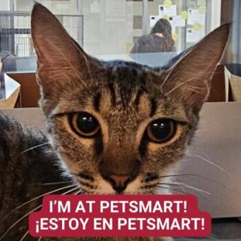 Rescue Domestic Short Hair Cats for Adoption in Carrollton, Texas - Chili Pepper | PetCurious