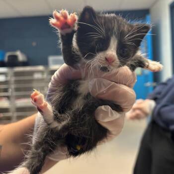 Belle -  Domestic Short Hair Cat for Adoption in Newark, New Jersey - Belle | PetCurious