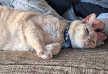 Ryder -  Domestic Short Hair Cat for Adoption in Monterey, California - Ryder | PetCurious