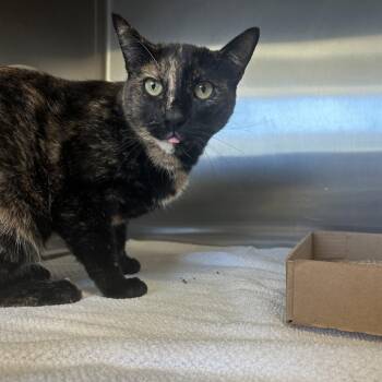 Domestic Short Hair Cats Available for Adoption in Lynchburg, Virginia - Goose | PetCurious