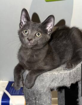 Kane (Siblings are Kova, Messi, Ronaldo, Beckham & Haaland -  Domestic Short Hair Cat for Adoption in Brighton, Michigan - Kane (Siblings Are Kova, Messi, Ronaldo, Beckham & Haaland | PetCurious