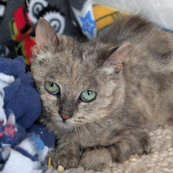 Sweet Pea -  Domestic Short Hair Cat for Adoption in Spokane, Washington - Sweet Pea | PetCurious