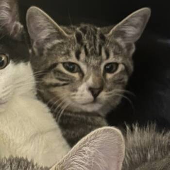 Rescue Domestic Short Hair Cats for Adoption in Merriam, Kansas - Sporty | PetCurious