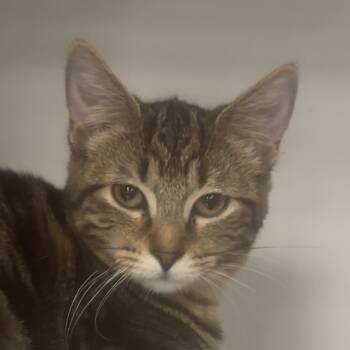 Rescue Domestic Medium Hair Cats for Adoption in Springfield, Ohio - Honey | PetCurious