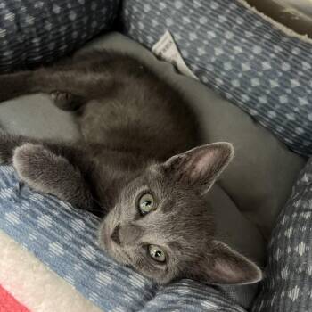 Domestic Short Hair Cats Available for Adoption - Huck | PetCurious