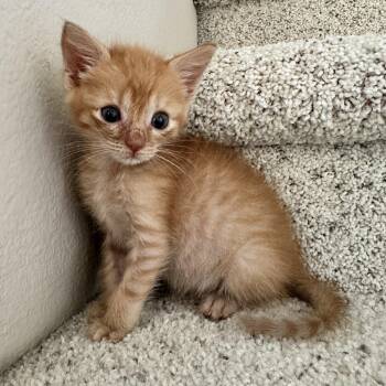 Rooibos -  Domestic Short Hair Cat for Adoption in Santa Ana, California - Rooibos | PetCurious