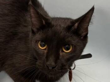 Coyote -  Domestic Short Hair Cat for Adoption in Woodbury, Minnesota - Coyote | PetCurious