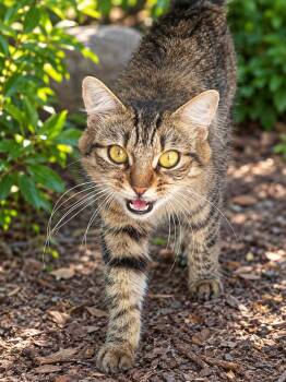 Toodles -  Tabby Cat for Adoption in Orange, California - Toodles | PetCurious