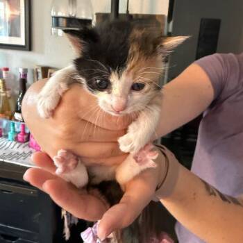 Zoey -  Domestic Short Hair Cat for Adoption in Ferndale, Washington - Zoey | PetCurious