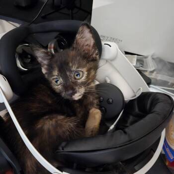 Katherine -  Domestic Short Hair Cat Available for Adoption in Houston, Texas - Katherine | PetCurious