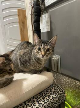 Rescue Domestic Short Hair Cats for Adoption in Carrollton, Texas - Giselle | PetCurious