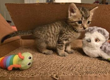 Midge -  Domestic Short Hair Cat for Adoption in Vallejo, California - Midge | PetCurious