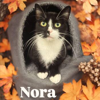 Rescue Domestic Short Hair Cats for Adoption in Central Islip, New York - Nora Tag #1528 | PetCurious