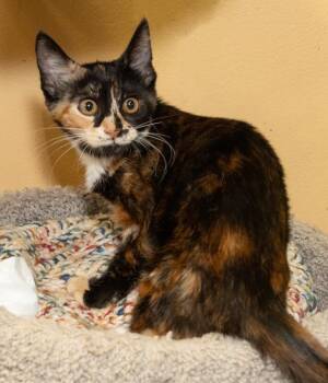 Lily -  Domestic Short Hair Cat for Adoption in Elmwood Park, New Jersey - Lily | PetCurious