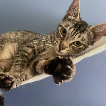 Skyblu -  Domestic Short Hair Cat for Adoption in Fredericksburg, Virginia - Skyblu | PetCurious