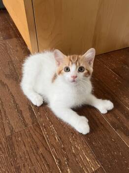 Beau -  Domestic Short Hair Cat for Adoption in Toronto, Ontario - Beau | PetCurious